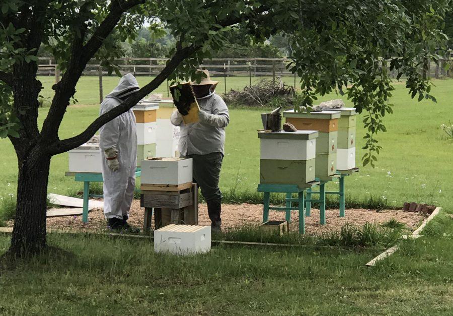 Beekeepers+at+work