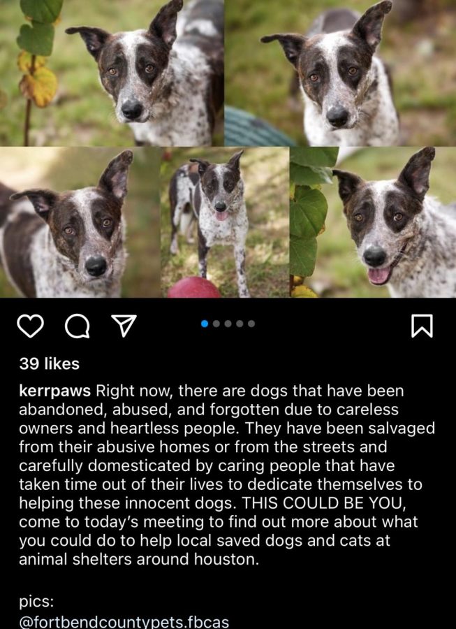Kerr Paws is attempting to compel its members to take an active role in tackling animal abuse. This Instagram post was posted before the first Fort Bend volunteering event. I really loved the hands on aspect of volunteering with animals, said Qualls. If I knew it was going to be like this, I would have volunteered earlier.