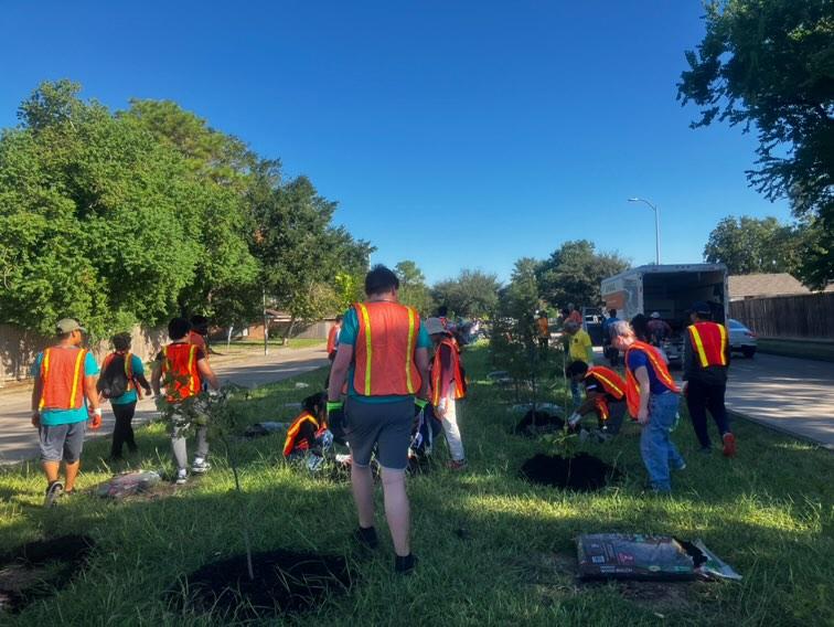 Firmly Rooted To Flourish: Students For Humanity members plant trees across Alief’s Wilcrest block. Secretary Regina Tan helps by moving trees and spreading polymer for nourishment. “The tree planting ended an hour earlier than usual because of all the volunteers that came to help,” Tan said.
