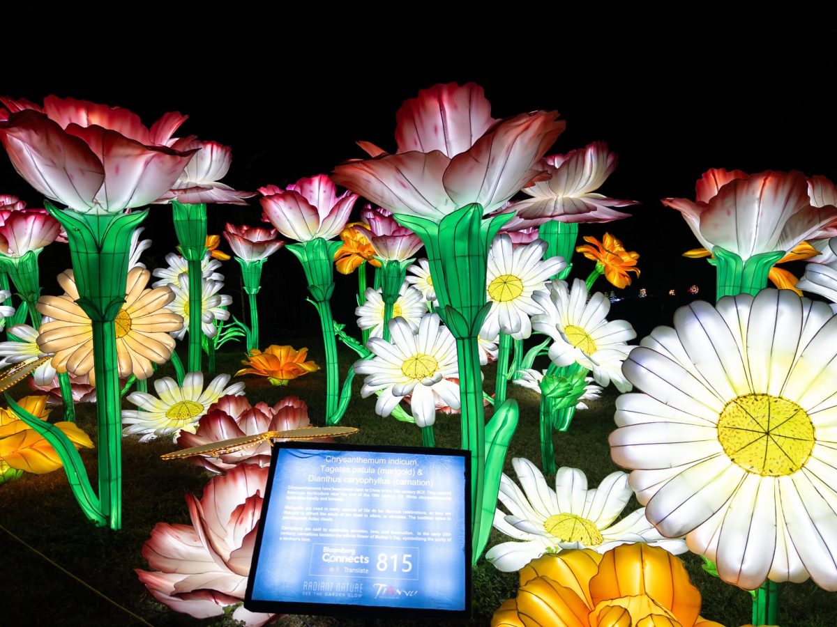 The Chrysanthemum, Marigold, and Carnation flower display.